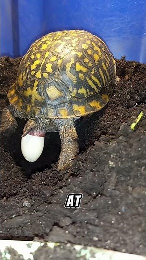 Which Animal Lays the Biggest Egg? 🥚 Top 5 Giant Eggs Ranked | Ostrich, Whale Shark & Elephant Bird