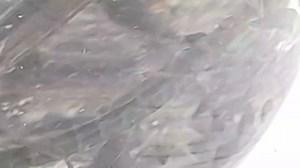 2.6K views · 39 reactions | ENTOMOLOGY - PART 9. Hi again, everyone . Here are the latest additions to the entomology tank. Interesting update on 'the wee horny devils'  to follow . #ledyatttroutfishery | Ledyatt Trout Fishery | Facebook