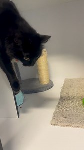 1.6K views · 156 reactions | Teacup is a sweet little girl who never...