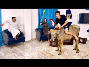 عجل العيد المجنون 😂 السلسيلي