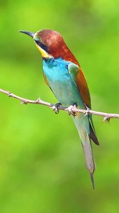 2.7K views · 440 reactions | Mesmerizing European Bee-eater: Aerial...