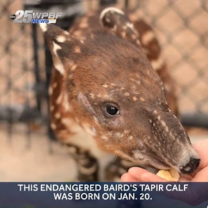 4.7K views · 79 reactions | The Palm Beach Zoo has a new addition. FIND OUT MORE:>>> https://bit.ly/2RETs8X | WPBF 25 News | Facebook