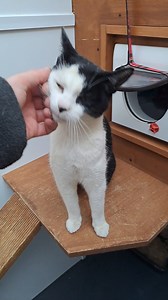 1.6K views · 67 reactions | This lovely stray girl has been with us for a week now after being handed in as a stray from St Boswells. If you have any information, please contact the centre directly on 01896 849090 or email info@borderspetrescue.org | Borders Pet Rescue | Facebook