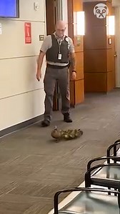 Cops 'escort' family of ducks out of building | Crafty Chronicles
