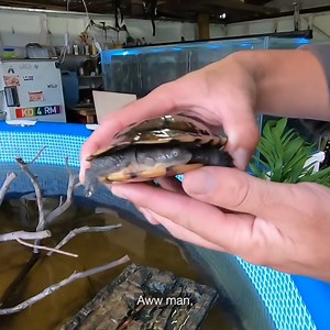 129K views · 1.5K reactions | Rescuing & Releasing Snake Neck Turtles! | Kamp Kenan | Facebook