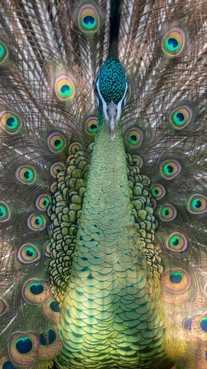Eclipse, making everyone green with envy 💚🦚💚 #JavaGreenPeafowl #PavoMuticus #MuticusMuticus #PeacocksOfInstagram #EndangeredBirds #EndangeredSpecies #HotOffTheNest | Hot Off The Nest