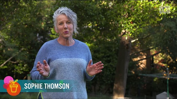 Top Tip | Tree Protection Zones - Gardening Australia