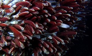 Giant tube worm - Alchetron, The Free Social Encyclopedia