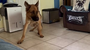16K views · 2K reactions | Sonny is getting more comfortable everyday. Now I am receiving a lot of Shep Kisses ❤️ | K9 Services German Shepherd Rescue, Inc. | Facebook