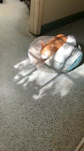 Leo is taking orders for biscuits if anyone wants one . . . He also needs a “kitchen” of his own. #AdoptMe | Granite Hills Animal Care - Elberton, Ga