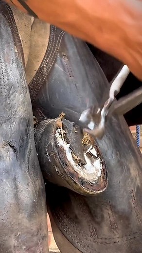 Some equestrian asmr to please your mind🤍 #equestrian #horse #asmr #fyp #viralvideo #equine #compilation #fypシ