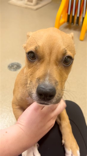 1.1K views | Meet this week's Pesto's Puppy, Bambi! This tiny chiweenie puppy is only 5 month old and she's a little shy, at first, but is an absolute lovebug. She would love to curl up in your lap and give you kisses all day. Get to Visalia Animal Services to meet this darling girl and adopt her today. | MY 97.5 FM | Facebook