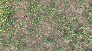 Field Attacked Vole Common Microtus Arvalis Stock Footage Video (100% Royalty-free) 1104264429 | Shutterstock