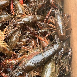 136K views · 735 reactions | Tonight the Cajun boil starts The Turkey Leg Hut at 5 o’clock | The Turkey Leg Hut | Facebook