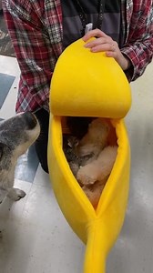 15K views · 219 reactions | This scale is incredibly confusing. https://imgur.com/gallery/6PqlCdQ | Imgur | Facebook