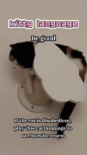 #fyp #catlanguage #cuteanimals #catlover #catsoftiktok | Kitty language