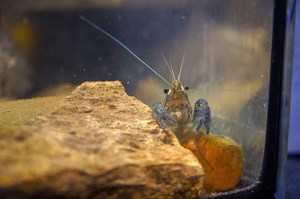 Self-Cloning Crayfish Have Taken Over a Cemetery in Belgium