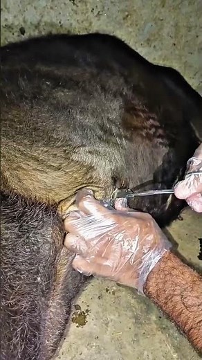 "Rumenotomy in Cows | Life-Saving Surgery for Bovine Health"