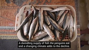 18 reactions | African penguins  are a common sight at zoos around the world. But they are endangered in the wild. BirdLife South Africa researchers have a plan to save them. | Pattrn | Facebook