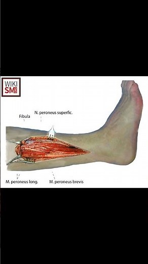 🦵 Fibularis Brevis Muscle Explained! #anatomy #legpain #meded #atc #physiotherapy