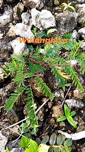 Dating makahiya iba na ngayun🤔🤔 | Jushua Abellanosa Guma