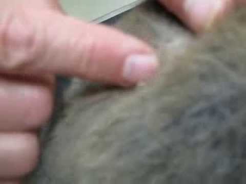 What is a staph infection?