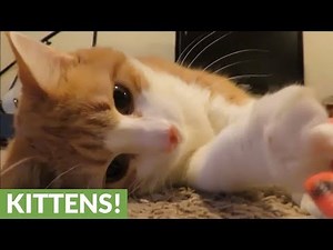 Cat is obsessed with toy snakes