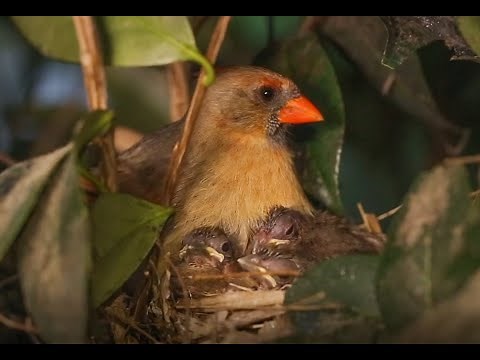 Female Northern Cardinal Feeding Baby Birds In Nest! HD 1080p RARE Close-up!