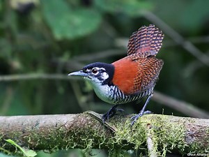 Bay wren - Alchetron, The Free Social Encyclopedia