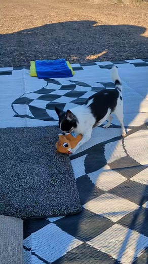 We're a couple of misfits..🥰 #reels #dog #dogmom #dogs #cute #rudolph #doglover #vanlife #pets | Dog Mom Days