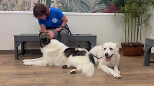 HERCULES AND ATHENA ARE TENDER HEARTS NEEDING A FOREVER HOME! Just imagine a weekend, binge-watching Netflix with this fluffy pair at your feet! Add their endless adoring gazes into your eyes, and you'll have the relaxing weekend dreams are made of! Hercules and Athena are Central Asian Shepherds, who would truly appreciate landing in a loving home! | Westside German Shepherd Rescue of Los Angeles