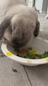 12K views · 2.2K reactions | Greens are for queens and Fumps | Thumper & Bliss | Facebook