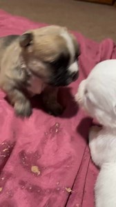 Scruffer Lovers Inc. on Reels