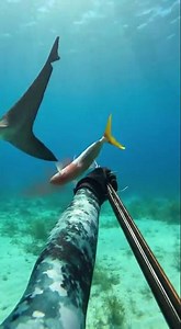 Feeding a shark by hand… would you dare? 🦈😳 #usa #shark #reeflife #unitedstates