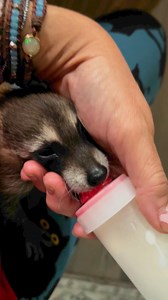 Woody the 4 week old raccoon getting his bubbie | Little Bit Wildlife Rescue