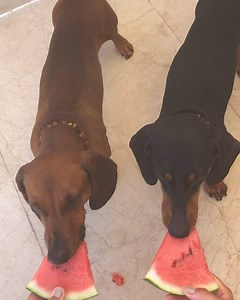 🍉🍉🍉 Who is the fastest watermelon eater? 🍉🍉🍉Carlos or Diego?! 🍉🍉🍉 📣sound on for delicious smacking #dackel #dachshund #dachshundcouture | Dachshund Couture