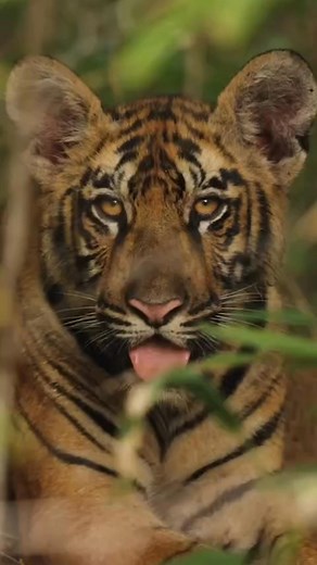 Bengal tigers are solitary animals, and they do not live in tight groups like other species do. Early on, tiger cubs form bonds with their mothers and rely heavily on them for food, protection, and teaching. This only lasts around 2 years however. Once the cubs have grown to around 2-3 years old, they start to become independent. They'll eventually begin to leave their mother's territory, starting in small periods of time and finishing once they decide not to return. This is part of their develo