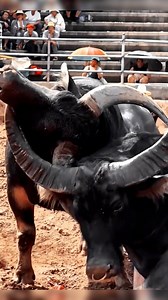 1.3M views · 4.8K reactions | Strong and sharpe Longest Buffalo Horns #fybシ#buffalohorns #cr7 #bitcoin #cr7coin #viralreelschallenge #reelsfbシ #short #film #cricket #IndvsPak #asiacup2025 #panjab #flood | Ismail Mudasir Gangavali | Facebook