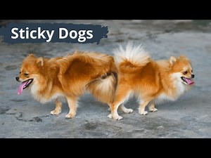 Why do dogs stay stuck together after mating? Understanding the stages of dog breeding.