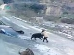 Shocking footage shows deadly wild boar attack in China