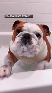 Bulldog 💌😘👌 | Awesome English Bulldog