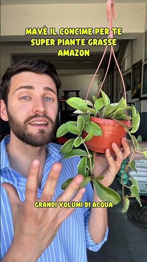 Hoya carnosa: the porcelain flower! 🪷