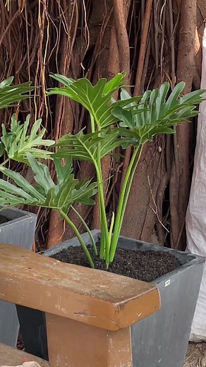 46K views · 564 reactions | repotting philodendron selloum 華 #philodendron #plants #garden | Bm-Jov Garden Center | Facebook