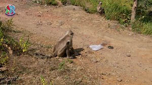 Funny Videos Prank monkey and fake snack  #monkey #snacks | Gorilla Family | Facebook