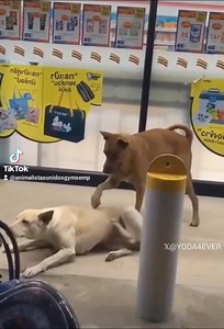 11K views · 321 reactions | Masaje express  | Animalistas Unidos Guaymas Empalme | Facebook