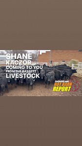 🔥Bassett Livestock Auction🔥 Wednesday, March 8th in Cowtown Special Feeder Cattle Auction OVER 2500 HEAD View and bid live on CattleUSA.com 🇺🇸 For more info bassettlivestock.com #hotbarnreport #cattleusa #usabeef #sellatauction #salebarn #cattle #diamonddozen #truepricediscovery #cowtown #cowtownusa | Hot Barn Report