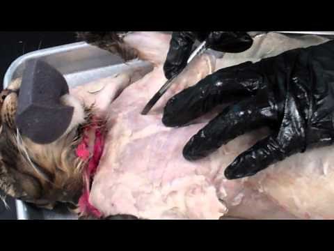 CAT CHEST MUSCLE DISSECTION