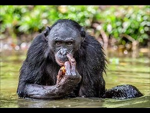 The Gorilla Radio Show Guide to Frotting