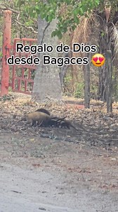 Pizotes and Wildlife in Guanacaste Bagaces: Nature Highlights
