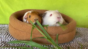 We did a piggy swap today as Clementine’s new friend Bruce (desexed male - adopted on 29th July) was a little too amorous for her and his behaviour was causing her some stress. Obviously the whole idea of having a friend is so the piggy has someone to snuggle up with and who they feel 100% comfortable with. Anything less is sometimes worse than them having no friend 😐 I think we’ve been successful this time round with Pudding, another desexed male who had been with us since October last year 🥰